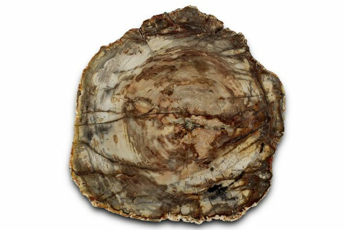 Polished Petrified Wood (Araucaria) Round - Madagascar #358034